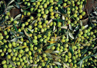 Jantarski sjaj vodnjanskih ulja